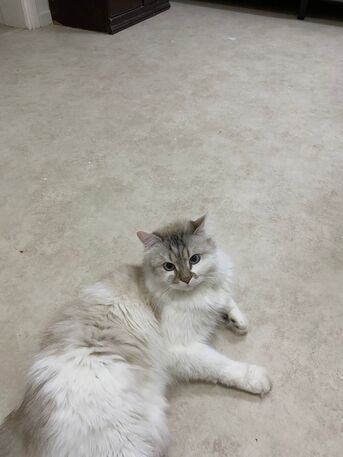 Dammam, Pet Adoption, Beautiful Cat For Free Adoption