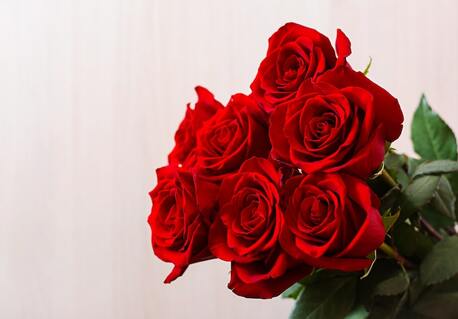 Calgary, Farm & Garden, Buy Red Roses Bouquet Online | Same-Day Delivery Available
