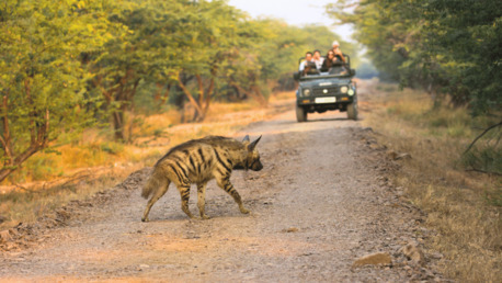 Ahmedabad, Travel, Velavadar Grasslands Tour | Blackbuck And Harrier Safari Tour