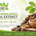 Commiphora Mukul Guggul Extract Supplier USA & India