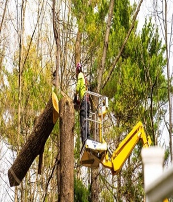 New York, Business, Quality Tree Service