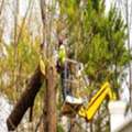 Quality Tree Service