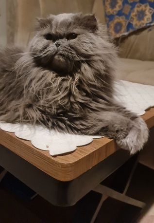 Riyadh, Pet Adoption, Looking For A Caring And Loving Home