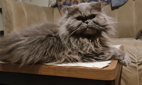 Riyadh, Pet Adoption, Looking For A Caring And Loving Home