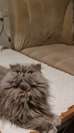 Riyadh, Pet Adoption, Looking For A Caring And Loving Home