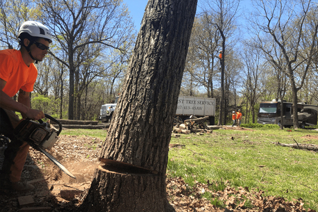 New York, Farm/Garden, Trufast Tree Service