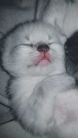 Al Wizarat, Pet Adoption, Kittens For Adoption (Post-Weaning).