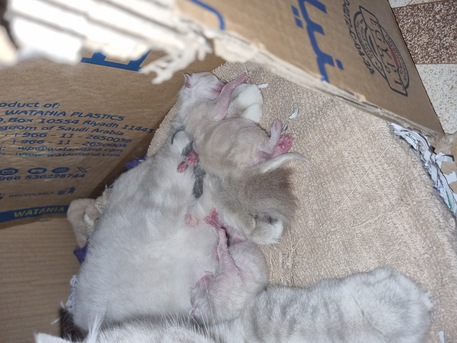 Al Wizarat, Pet Adoption, Kittens For Adoption (Post-Weaning).