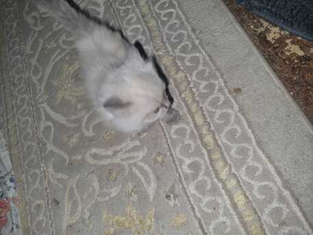 Al Wizarat, Pet Adoption, Kittens For Adoption
