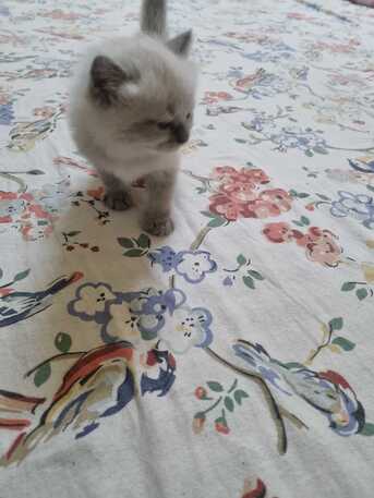 Al Wizarat, Pet Adoption, Kittens For Adoption