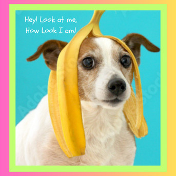 Toronto, Pet Sitting, Dog Training - Train Your Dog To Walk On A Treadmill.