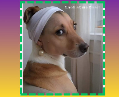 Toronto, Pet Sitting, Dog Training - Train Your Dog To Walk On A Treadmill.