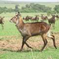 Kenya Safari Tours Itineraries: From 3 Days To 10 Days Adventure Plans