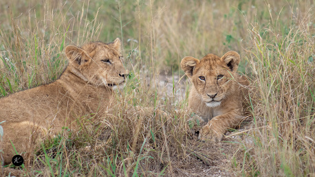 Nairobi, Travel, Kenya Safari Tours Itineraries: From 3 Days To 10 Days Adventure Plans