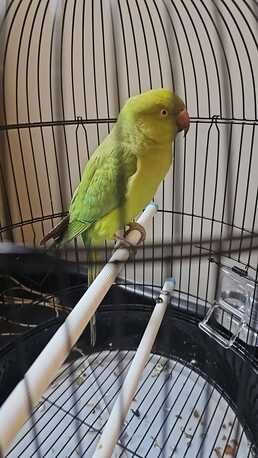 Riyadh, Pet Supplies, SAR 600,  Parrot For Sale Including Cage And Food For 1 Month