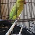 SAR 600,  Parrot For Sale Including Cage And Food For 1 Month