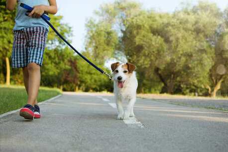 Faridabad, Pet Sitting, Dog Walking Services In Faridabad