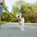 Dog Walking Services In Faridabad