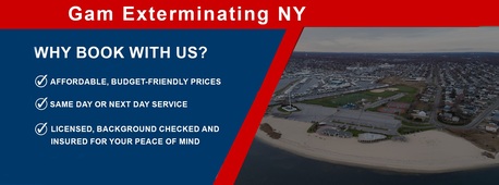 New York, Pest Control, Exterminator Near Me In New York