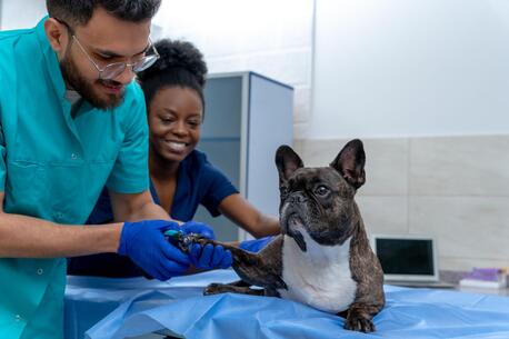 New York, Pet Sitting, Compassionate Veterinary Care For Pets And Their Families