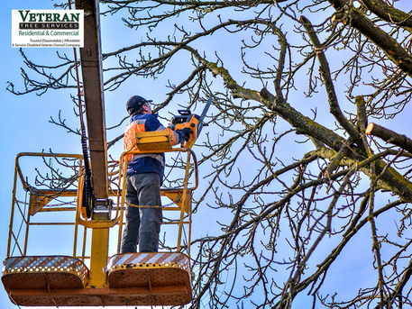 New York, Farm/Garden, Heavy Trees No Longer Dominate The Property &mdash; Tree Crane Service In Laurel