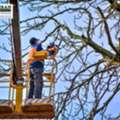 Heavy Trees No Longer Dominate The Property &mdash; Tree Crane Service In Laurel