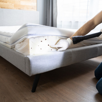 London, Pest Control, Why Choose Professional Bed Bug Removal Nottingham Services?
