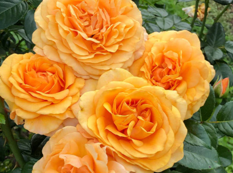 New York, Farm & Garden, USD 60,  Beyond Fabulous