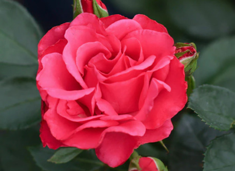 New York, Farm & Garden, USD 60,  Irene May