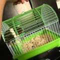 SAR 85,  Hamster Name Orea For Urgent Sale
