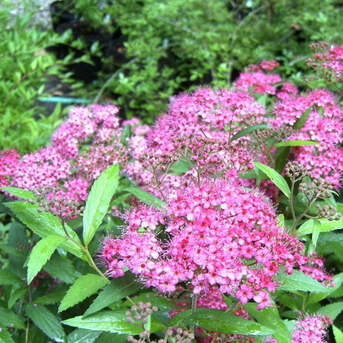 New York, Farm & Garden, USD 49,  Spirea Magic Carpet Colorful Flowering Shrub For Garden