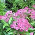 USD 49,  Spirea Magic Carpet Colorful Flowering Shrub For Garden