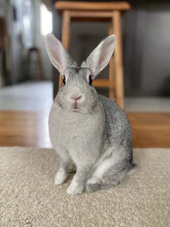 Riyadh, Pet Adoption, Cute Bunny Adoption  ( Its Not A Cage Pet )