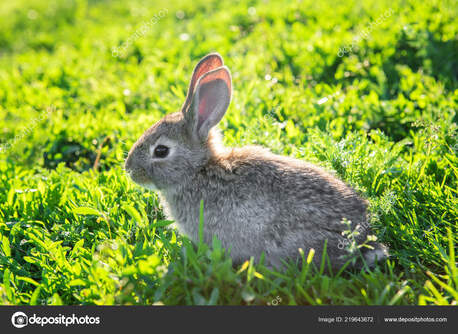 Riyadh, Pet Adoption, Cute Bunny Adoption  ( Its Not A Cage Pet )