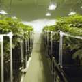 Planning To Switch To Indoor Plantation? Choose Grow Room Vinyl Panels