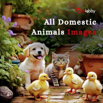 Gurgaon, Photography, All Domestic Animals Images