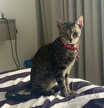 Hidd, Pet Adoption, 6 Months Old Kitten For Adoption