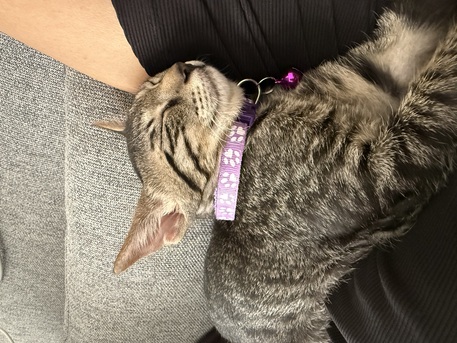 Hidd, Pet Adoption, 6 Months Old Kitten For Adoption