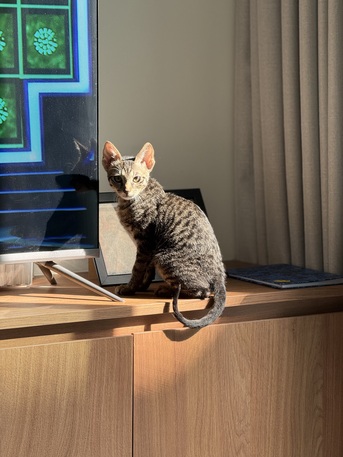 Hidd, Pet Adoption, 6 Months Old Kitten For Adoption