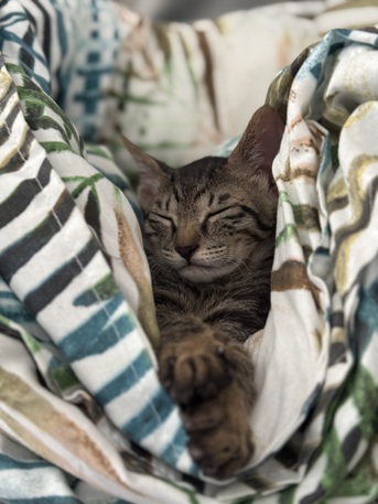 Hidd, Pet Adoption, 7 Months Old Kitten For Adoption