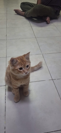 Jubail, Pet Adoption, Two 3 Months Old Trained Cats Are Available For Adoption