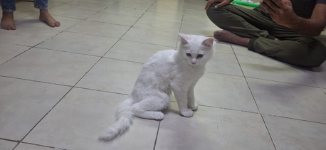 Jubail, Pet Adoption, Two 3 Months Old Trained Cats Are Available For Adoption
