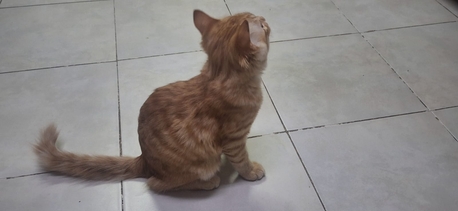 Jubail, Pet Adoption, Two 3 Months Old Trained Cats Are Available For Adoption