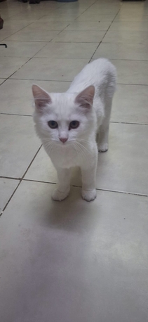 Jubail, Pet Adoption, Two 3 Months Old Trained Cats Are Available For Adoption