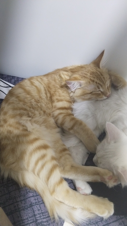 Jubail, Pet Adoption, Two 3 Months Old Trained Cats Are Available For Adoption