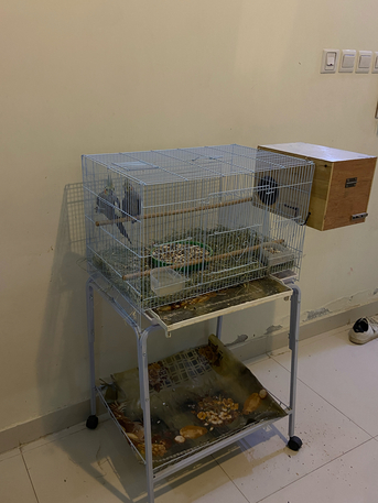 Al Badiah, Pet Supplies, SAR 425,  Complete Cockatiel Breeding Pair