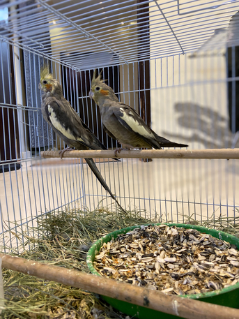 Al Badiah, Pet Supplies, SAR 425,  Complete Cockatiel Breeding Pair