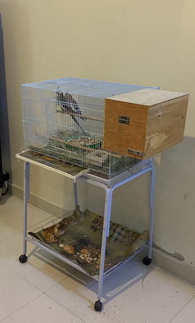 Al Badiah, Pet Supplies, SAR 425,  Complete Cockatiel Breeding Pair