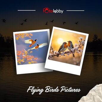 Gurgaon, Photography, Flying Birds Pictures