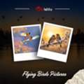 Flying Birds Pictures